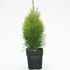 Westerse levensboom (Thuja occidentalis "Smaragd") conifeer