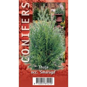 Westerse levensboom (Thuja occidentalis "Smaragd") conifeer