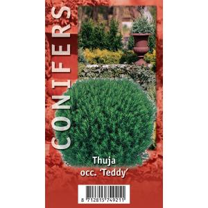 Westerse levensboom (Thuja occidentalis "Teddy") conifeer