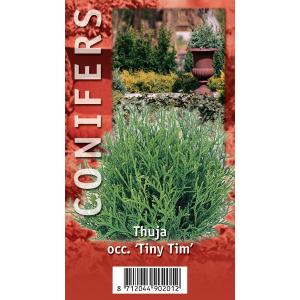 Westerse levensboom (Thuja occidentalis "Tiny Tim") conifeer