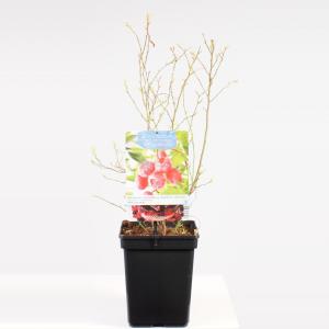 Bosbes (vaccinium corymbosum "Pink Lemonade") fruitplanten