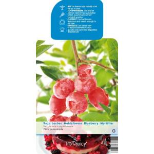 Bosbes (vaccinium corymbosum "Pink Lemonade") fruitplanten