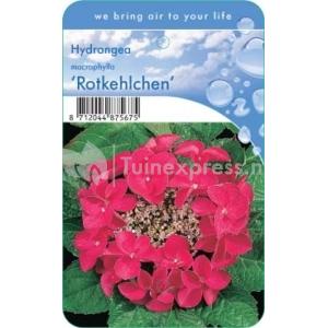 Hydrangea Macrophylla "Rotkehlchen" schermhortensia