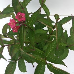 Weigela struik Bristol Ruby