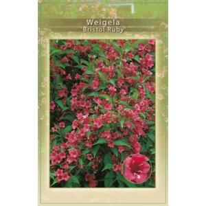 Weigela struik Bristol Ruby