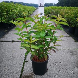 Weigela struik Bristol Ruby