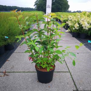 Weigela struik Bristol Ruby