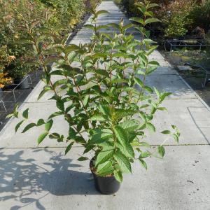 Weigela struik Bristol Ruby