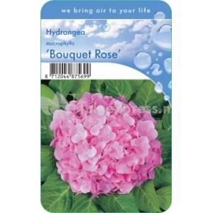 Hydrangea Macrophylla "Bouquet Rose" boerenhortensia