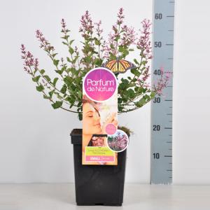 Dwergsering (syringa Bloomerang®"Pink Perfume"Parfume de Nature) 