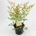 Hemelse bamboe (Nandina domestica) heester