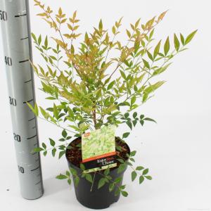 Hemelse bamboe (Nandina domestica) heester