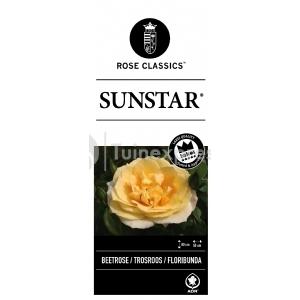 Trosroos (rosa "Sunstar"®)