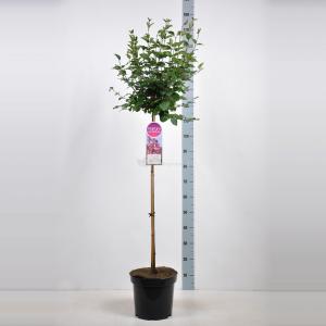 Dwergsering op stam (syringa "Tinkerbelle"®)