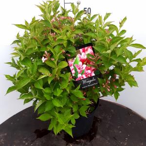 Weigela struik Rosea