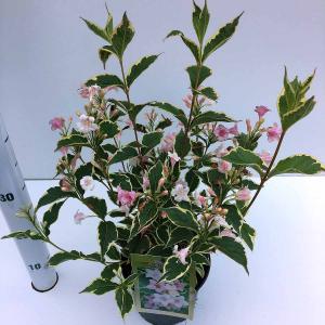 Weigela Florida struik Nana Variegata