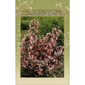 Weigela Florida struik Nana Purpurea