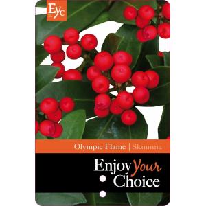Skimmia (Skimmia Japonica “Olympic Flame”) heester