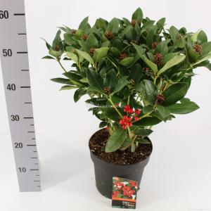 Skimmia (Skimmia Japonica “Olympic Flame”) heester