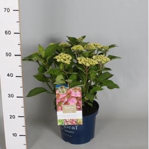 Hydrangea Macrophylla "Magical Harmony Roze"® boerenhortensia