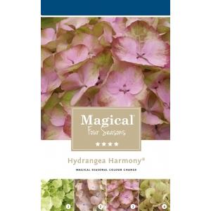 Hydrangea Macrophylla "Magical Harmony Roze"® boerenhortensia