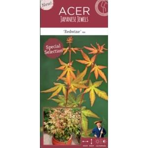 Japanse esdoorn (Acer palmatum "Red Wine") heester