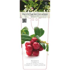 Cranberry (vaccinium macrocarpon “Pilgrim”) fruitplanten