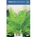 Bekervaren (matteuccia struthiopteris) schaduwplant