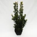 Taxus (Taxus media "Groenland") conifeer