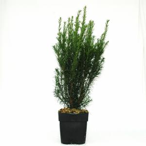 Taxus (Taxus media "Groenland") conifeer