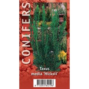 Taxus (Taxus media "Hicksii") conifeer