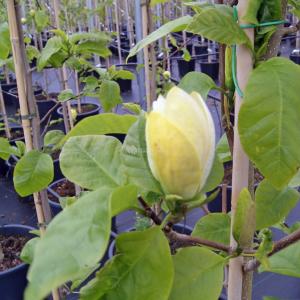 Magnolia struik Brooklynensis Yellow Bird