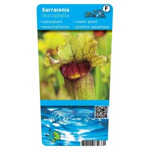 Witte trompetbekerplant (Sarracenia leucophylla) moerasplant (6-stuks)