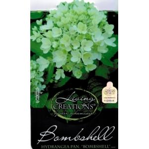 Hydrangea Paniculata "Bombshell"® pluimhortensia