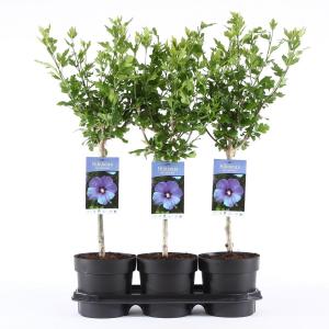 Hibiscus syriacus Oliseau Blue op stam