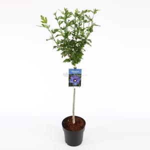 Hibiscus syriacus Oliseau Blue op stam