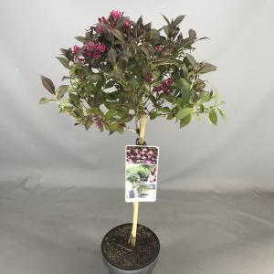 Weigela Florida struik Minor Black op stam