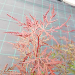 Japanse esdoorn (Acer palmatum "Firecracker") heester