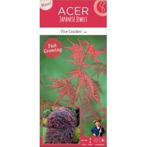 Japanse esdoorn (Acer palmatum "Firecracker") heester