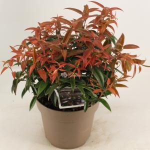Druifheide (Leucothoe “Carinella”) heester