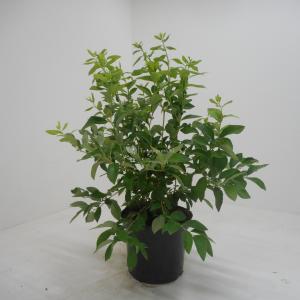 Bosbes (vaccinium corymbosum "Goldtraube") fruitplanten