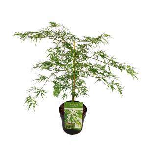 Japanse esdoorn (Acer palmatum "Dissectum") heester