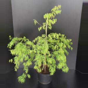 Japanse esdoorn (Acer palmatum "Dissectum") heester