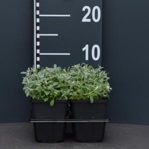 Hoornbloem (cerastium tomentosum) bodembedekker