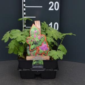 Ooievaarsbek (geranium macrorrhizum) bodembedekker