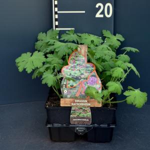 Ooievaarsbek (geranium macrorrhizum) bodembedekker