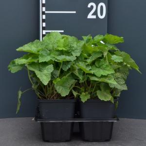 Schuimbloem (tiarella cordifolia) bodembedekker