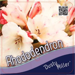 Rododendron (Rhododendron yakushimanum "Dusty Miller") heester