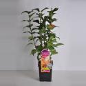 Sering (syringa vulgaris "Beauty of Moscow"Parfum de Nature)