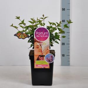Dwergsering (syringa "Josee" Parfum de Nature)